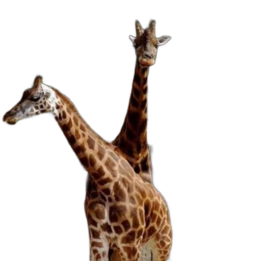 animal, creature, staff, 3d render transparent PNG cut-out