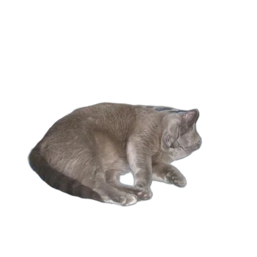 animal, creature, robot, hat transparent PNG cut-out
