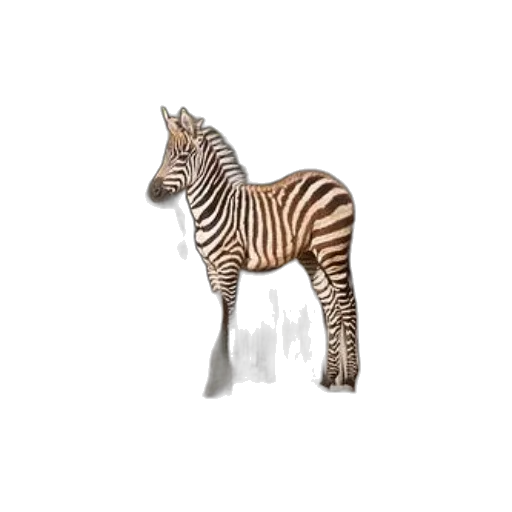 animal, creature, staff, jewelry transparent PNG cut-out