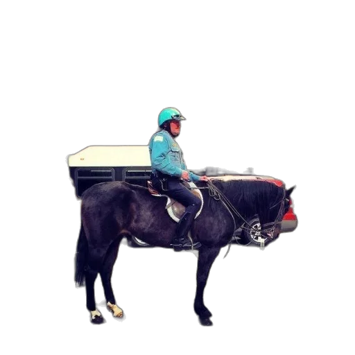 animal, staff, jacket, hat transparent PNG cut-out