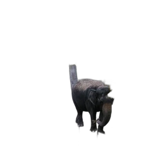 animal, creature, staff, robot transparent PNG cut-out