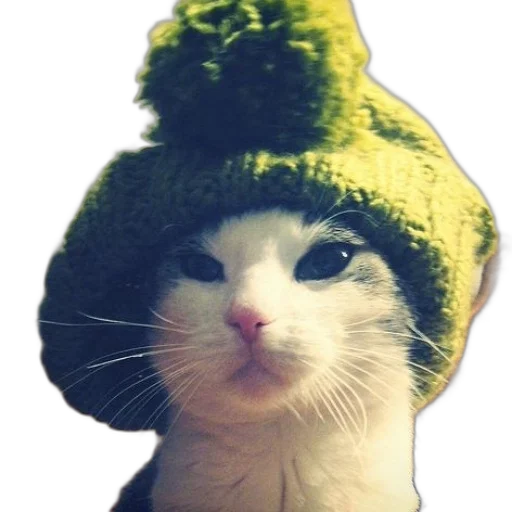 hat, animal, creature, face transparent PNG cut-out