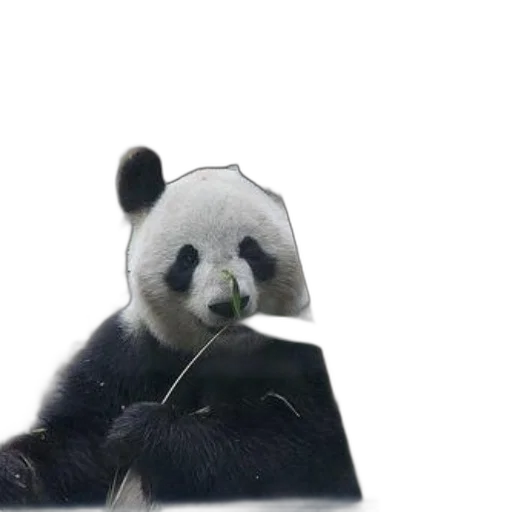 animal, creature, food, photorealistic transparent PNG cut-out