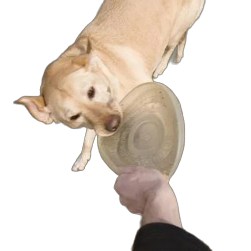 animal, weapon, food, hat transparent PNG cut-out