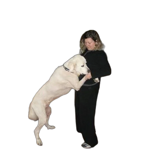 staff, animal, creature, jacket transparent PNG cut-out