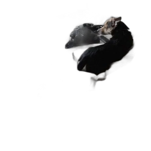 animal, hat, creature, hair transparent PNG cut-out