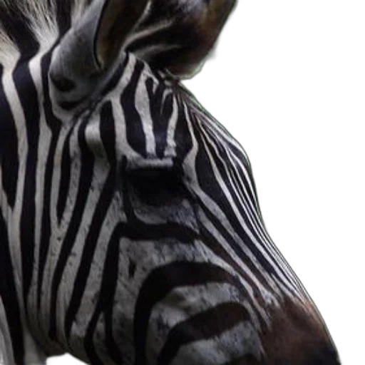 animal, creature, mask, face transparent PNG cut-out