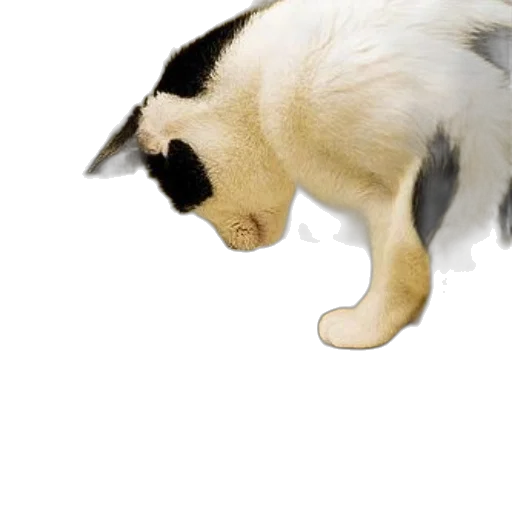 animal, staff, creature, hat transparent PNG cut-out