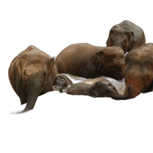 animal, photorealistic, 3d render, earth tones transparent PNG cut-out