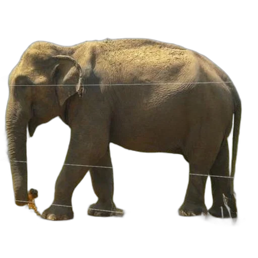 animal, creature, weapon, staff transparent PNG cut-out
