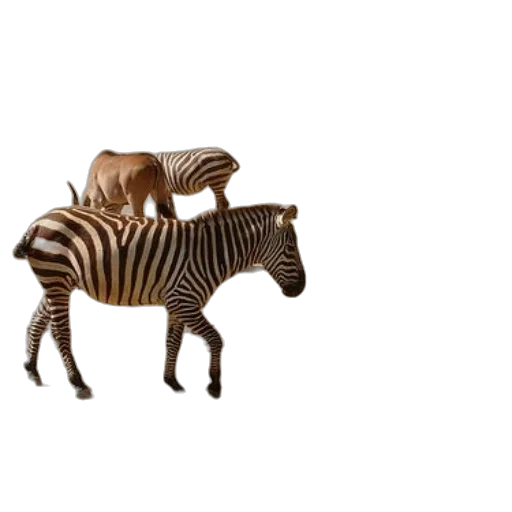 animal, furniture, creature, jewelry transparent PNG cut-out