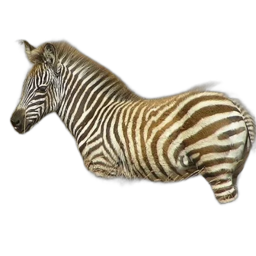 animal, jewelry, creature, staff transparent PNG cut-out