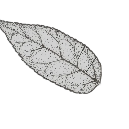 crown, flower, tree, jewelry transparent PNG cut-out