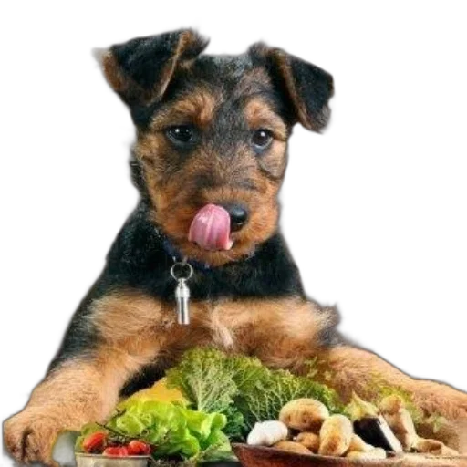 food, animal, photorealistic, cute transparent PNG cut-out