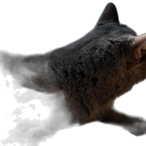 animal, creature, dragon, staff transparent PNG cut-out