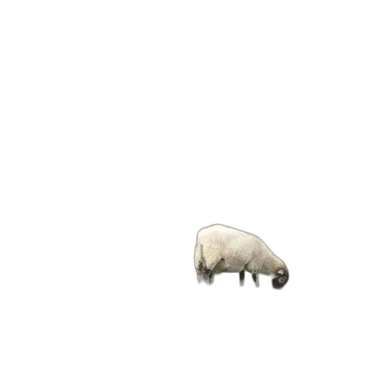 animal, creature, food, car transparent PNG cut-out