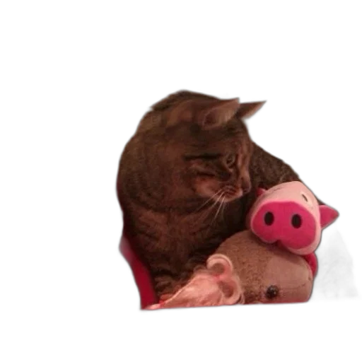 animal, hat, mask, food transparent PNG cut-out