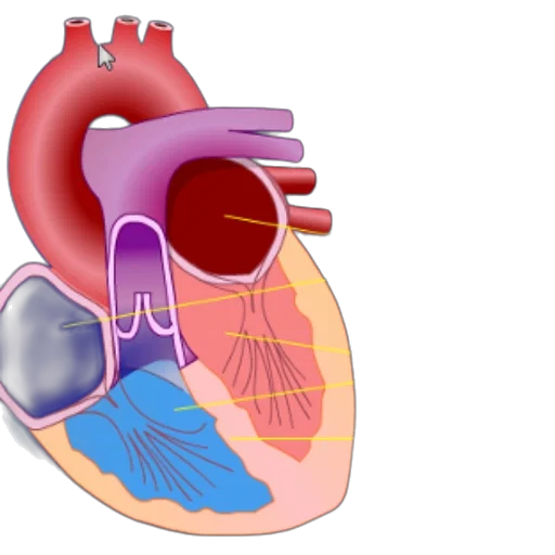 anatomical, illustration, human, heart transparent PNG cut-out