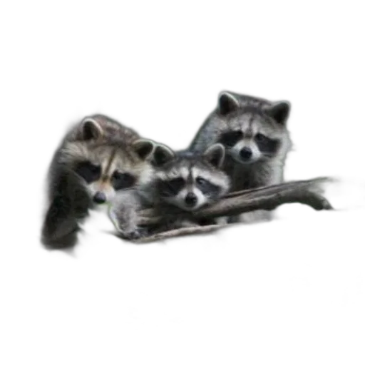 shoes, animal, furniture, mask transparent PNG cut-out