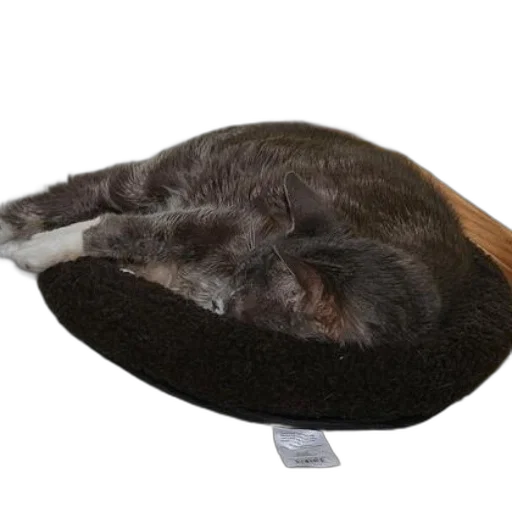 hat, furniture, shoes, staff transparent PNG cut-out