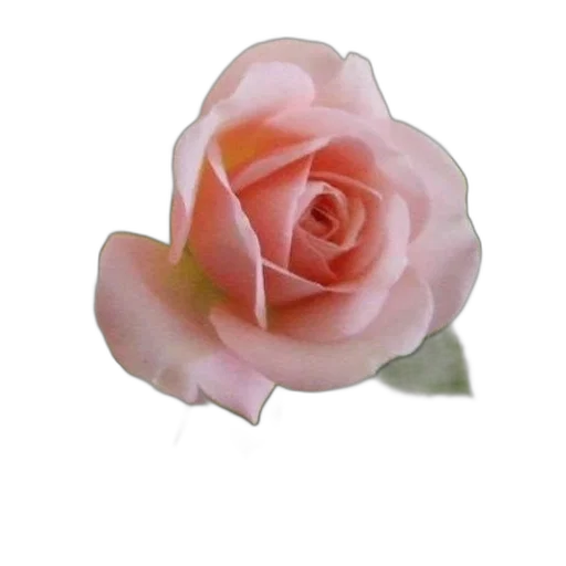 flower, crown, jewelry, staff transparent PNG cut-out