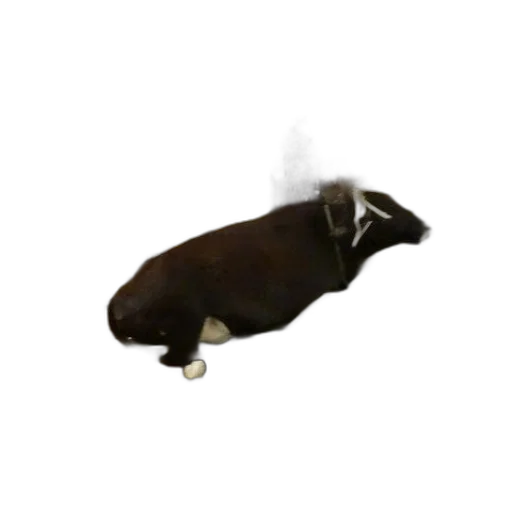 animal, staff, hat, creature transparent PNG cut-out