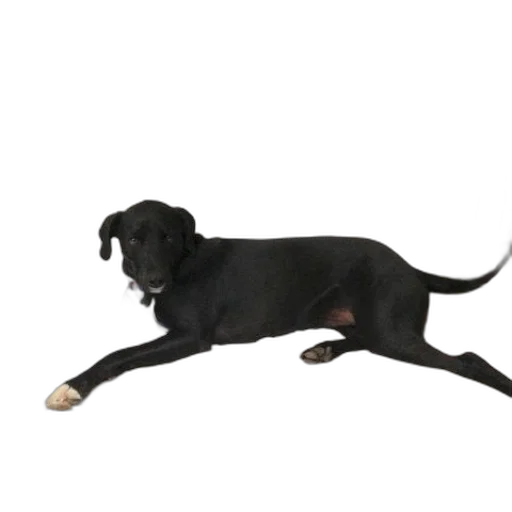 animal, staff, creature, weapon transparent PNG cut-out