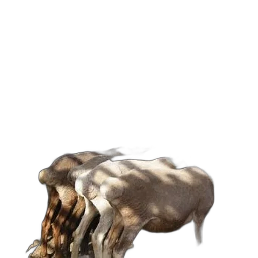 hair, animal, creature, crown transparent PNG cut-out