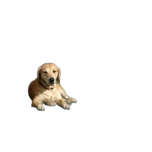 animal, creature, staff, food transparent PNG cut-out