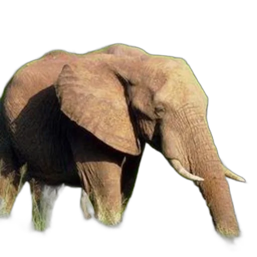 animal, creature, hat, crown transparent PNG cut-out