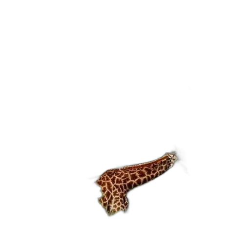 shoes, animal, hat, hair transparent PNG cut-out