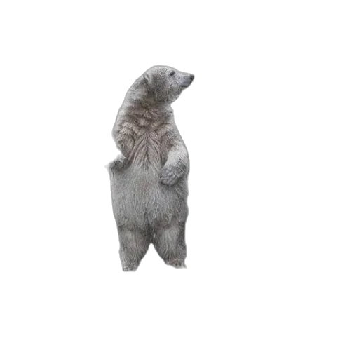 animal, creature, staff, jacket transparent PNG cut-out