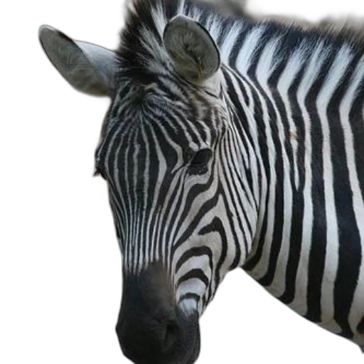 animal, creature, face, jewelry transparent PNG cut-out