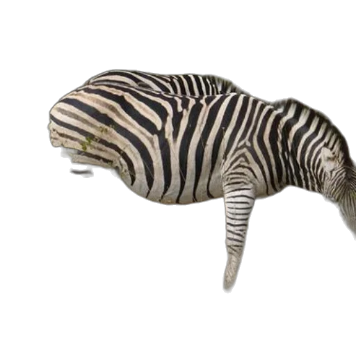 animal, hat, creature, weapon transparent PNG cut-out