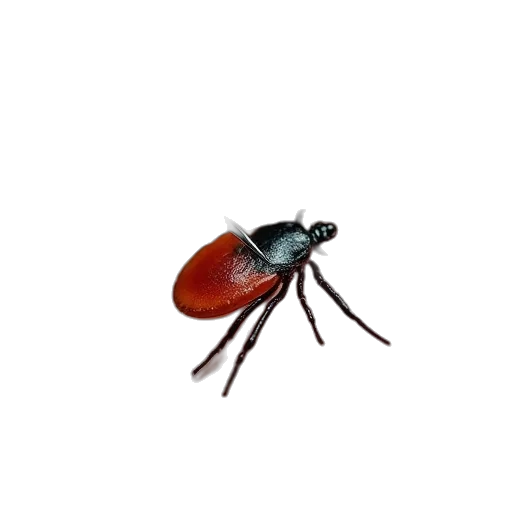 animal, creature, umbrella, hair transparent PNG cut-out