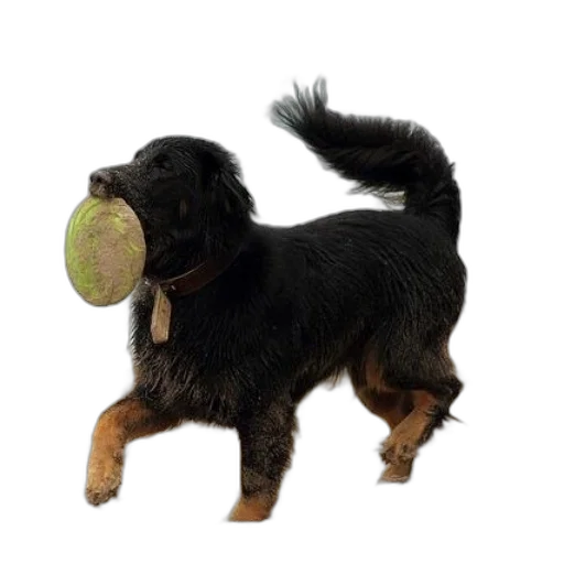 animal, staff, creature, food transparent PNG cut-out