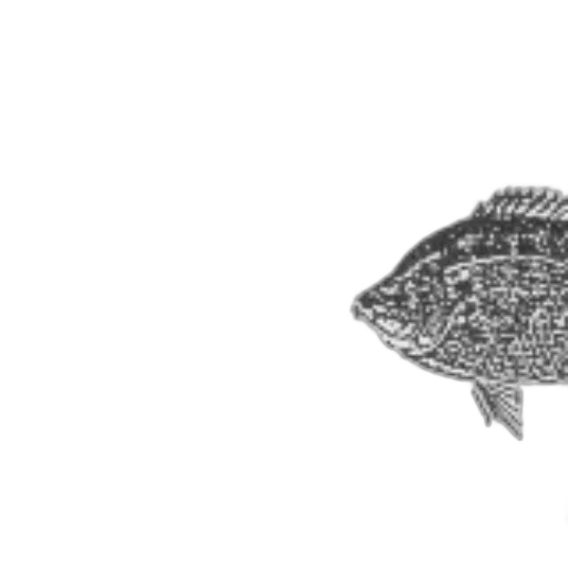 hat, crown, animal, jewelry transparent PNG cut-out