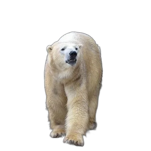 animal, creature, hat, face transparent PNG cut-out