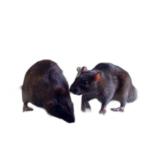 animal, hat, creature, food transparent PNG cut-out