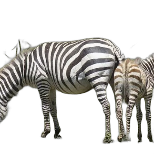 animal, creature, 3d render, photorealistic transparent PNG cut-out