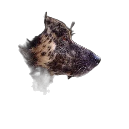 dragon, animal, creature, hair transparent PNG cut-out