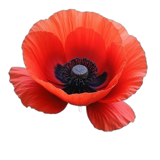 flower, hat, crown, dress transparent PNG cut-out