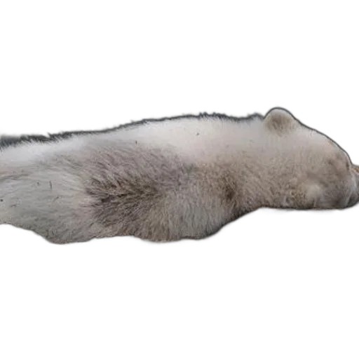 animal, creature, hair, staff transparent PNG cut-out