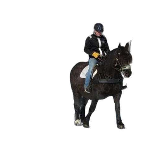staff, person, riding, black transparent PNG cut-out