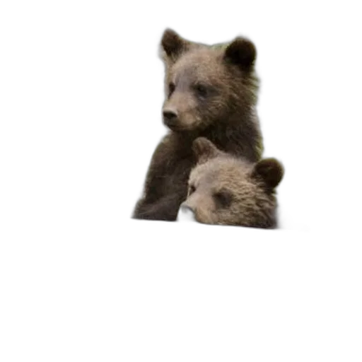 animal, creature, furniture, staff transparent PNG cut-out