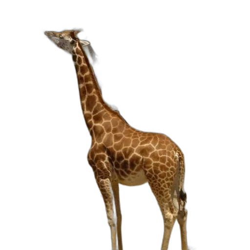 animal, creature, staff, weapon transparent PNG cut-out
