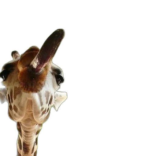 animal, staff, creature, face transparent PNG cut-out