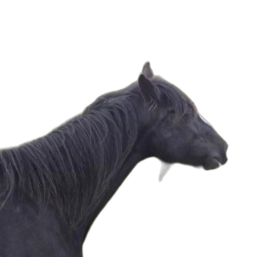 animal, creature, dragon, hair transparent PNG cut-out