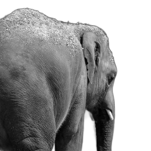 animal, creature, photorealistic, black-and-white transparent PNG cut-out