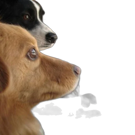 photorealistic, 3d render, two, dogs transparent PNG cut-out